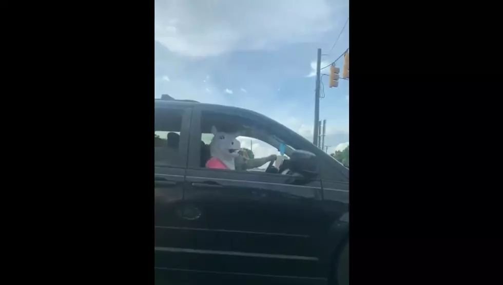 Cow Sings ‘Bohemian Rhapsody’ From Inside Vehicle (Video)