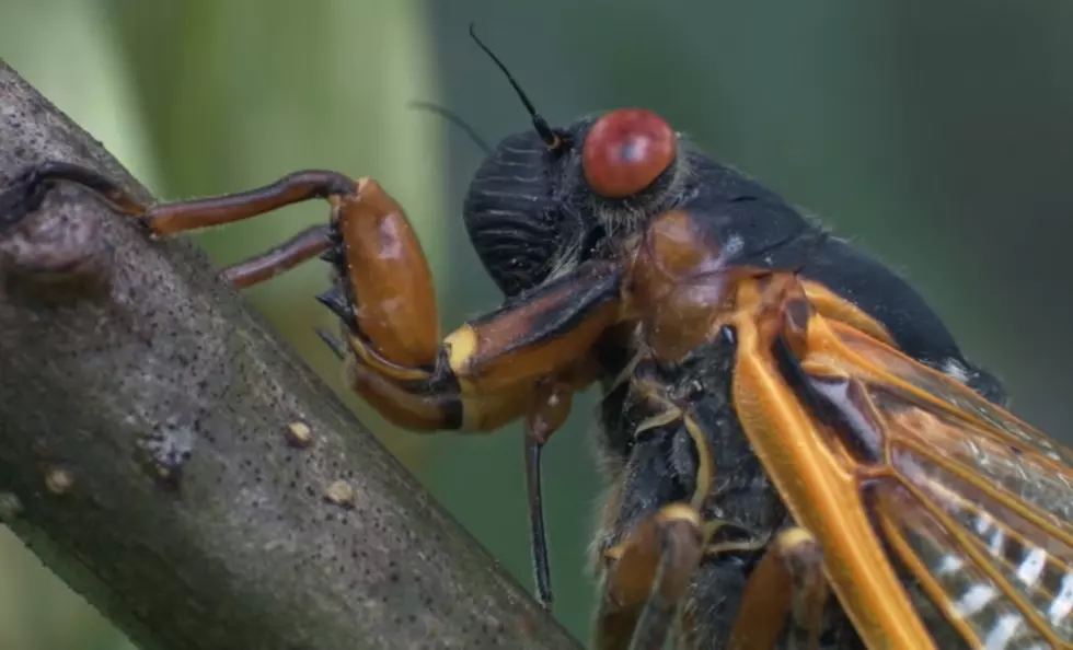 Next up for 2020: &#8216;Zombie Cicadas&#8217;