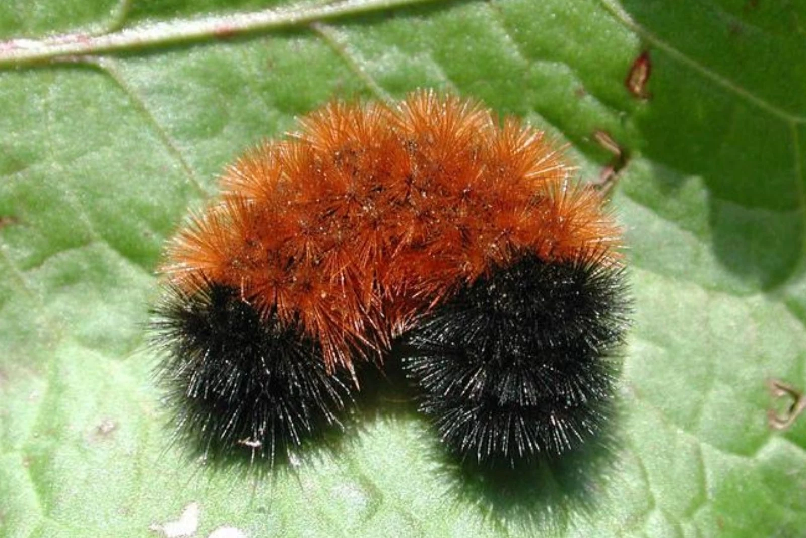 download brown wooly caterpillar