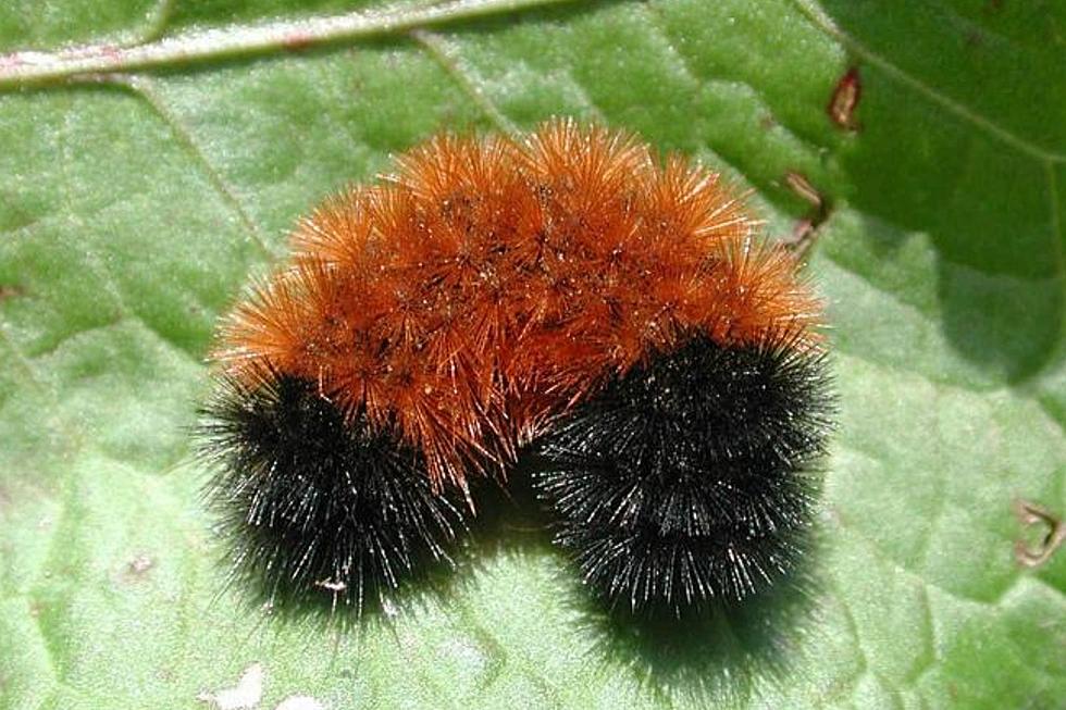 Can Woolly Bear Caterpillars Predict Winter Weather?