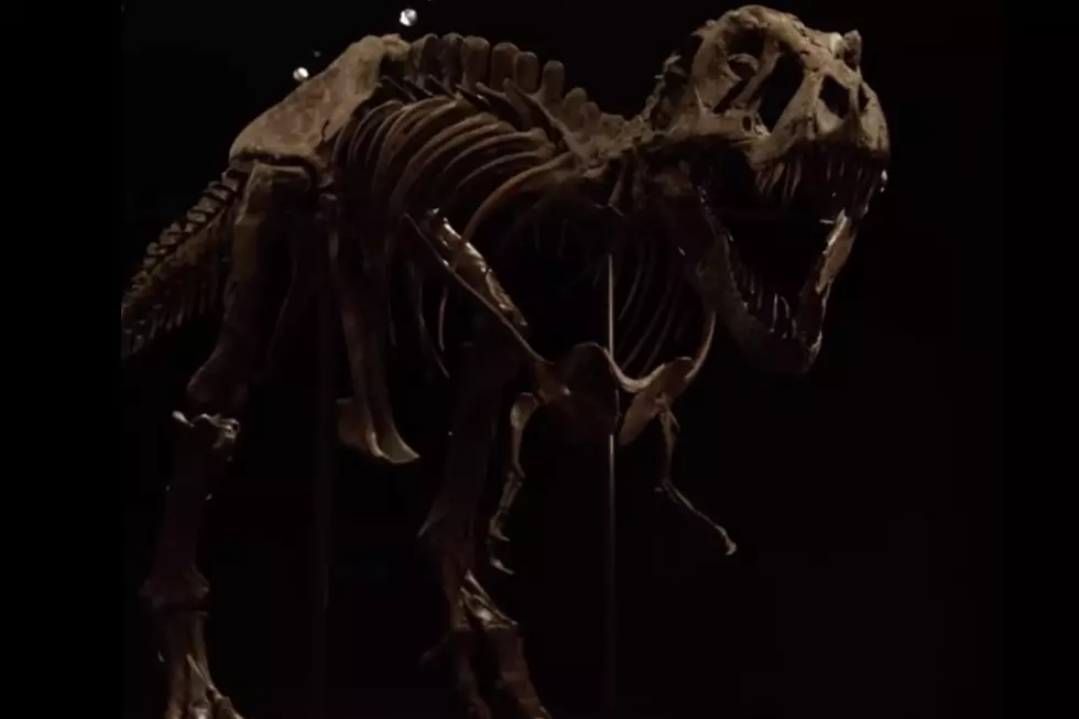 You Can Buy One of the Most Complete T-Rex Skeletons Ever Discovered