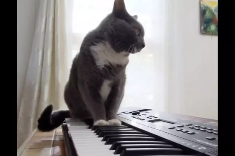 Cat Helps Play Van Halen’s ‘Jump’ on Keyboard (VIDEO)