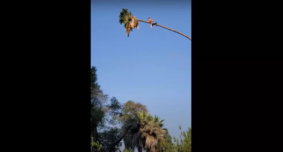 Man Cuts Palm Tree…While Sitting on it. (VIDEO)