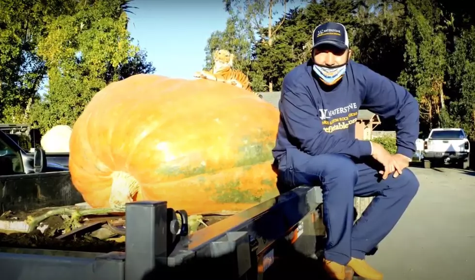 2,350-Pound Pumpkin Grown in Minnesota