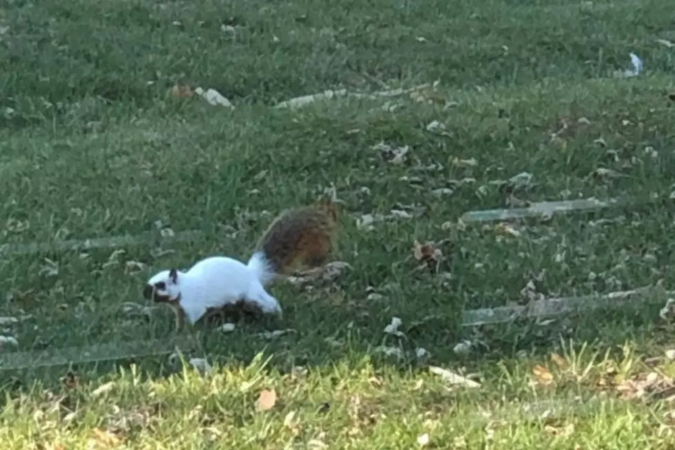 Rare &#8216;Spirit Squirrel&#8217; Spotted in Iowa