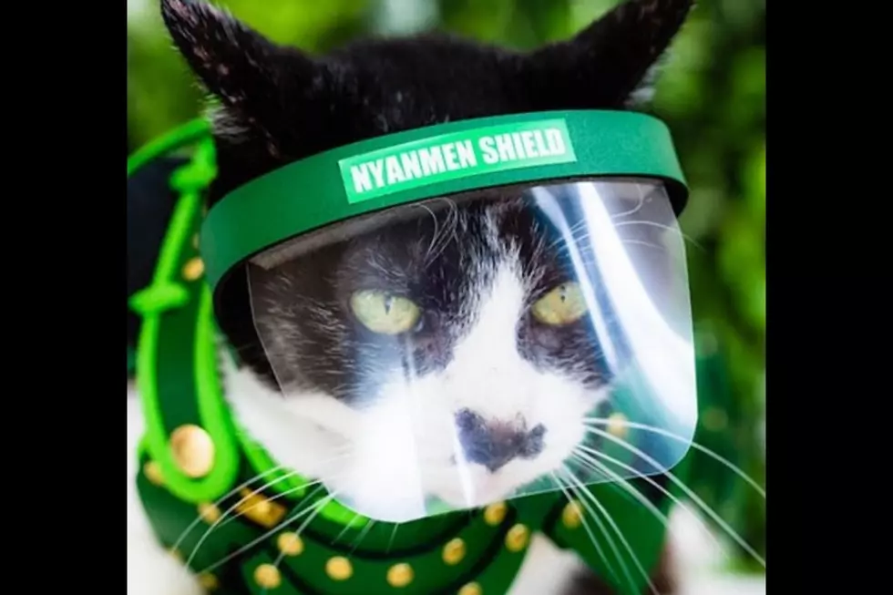 ‘JP’s Absurd 2020 Christmas Wish List': Item #2 – Cat Face Shield