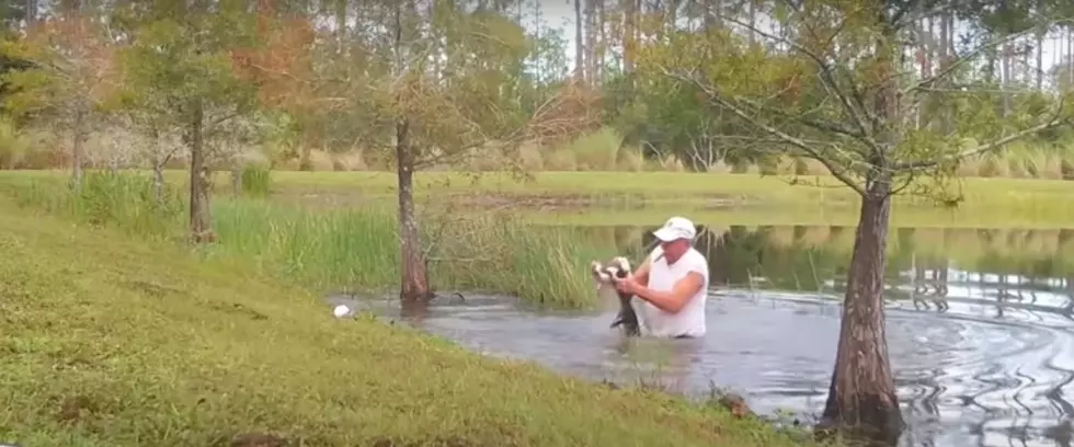 Florida Man Jumps Into Pond to Save Puppy From Alligator (VIDEO)