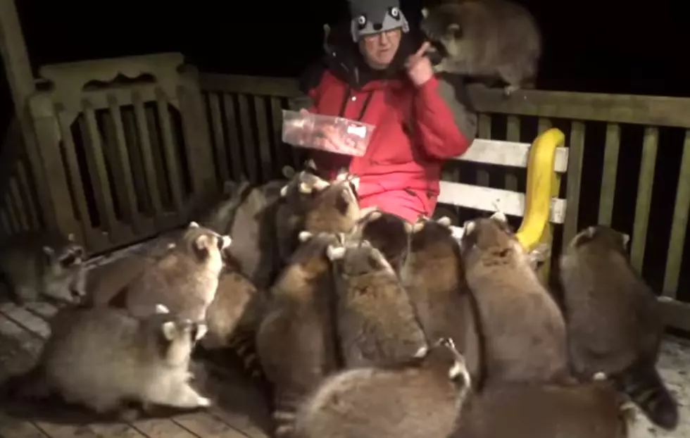 Man is Mobbed by Horde of Hungry Raccoons (VIDEO)