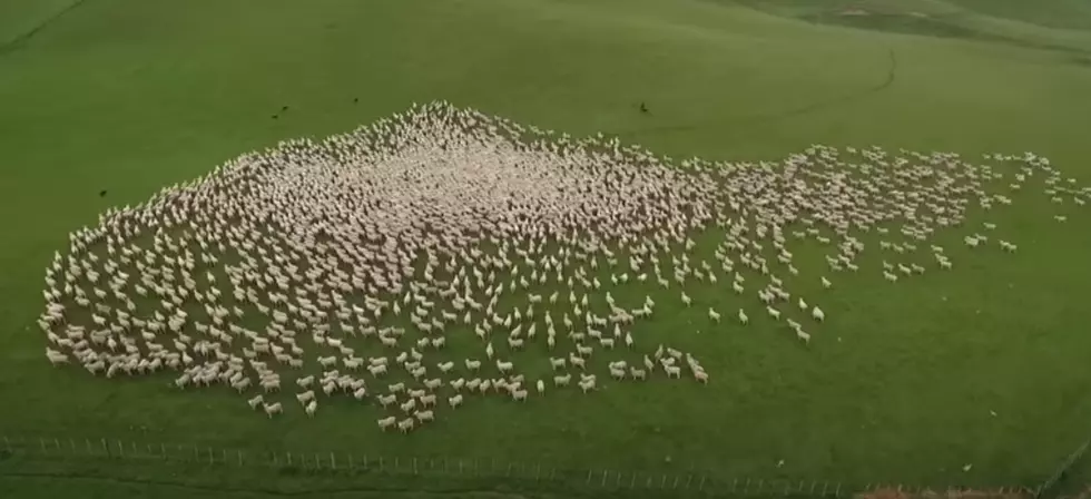 Drone Video of Sheep Being Herded by Sheepdogs