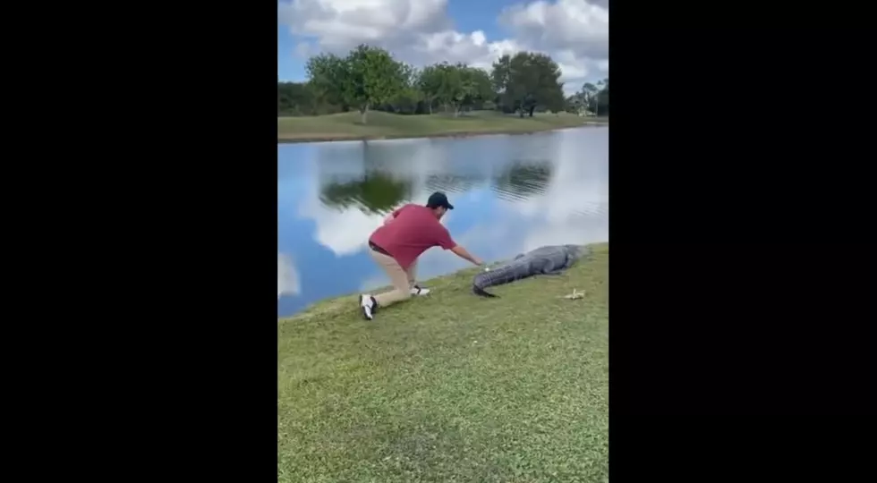 Florida Man Grabs Golf Ball That Landed on Alligator’s Tail (VIDEO)