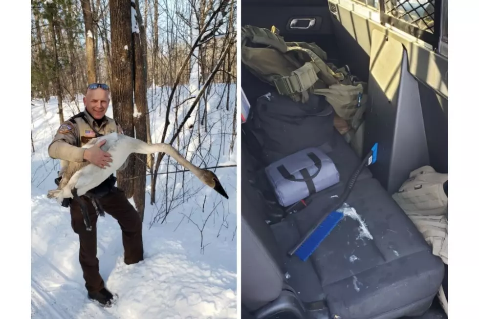 Rescued Swan Poops All Over the back of Squad Car