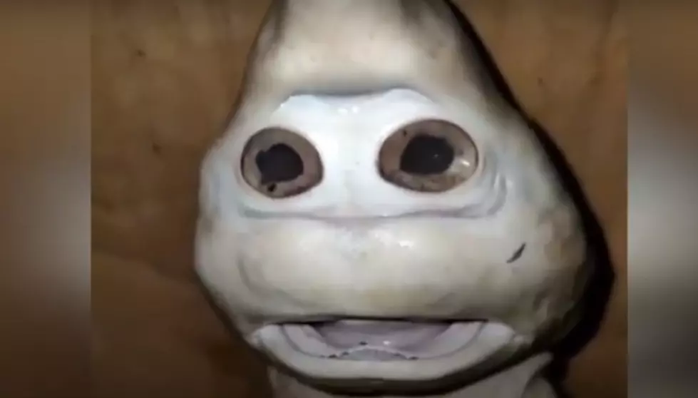 Baby shark with a 'human' face
