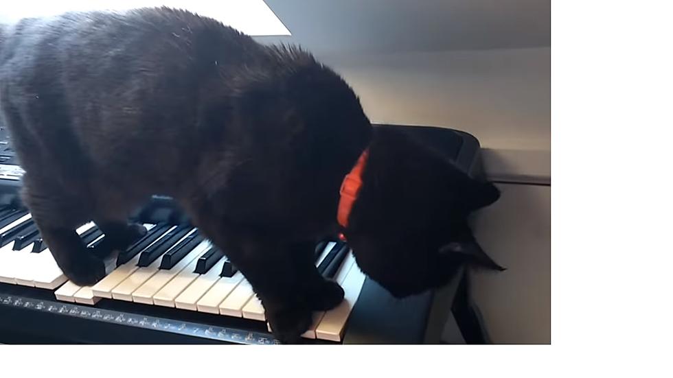 Black Cat Writes Horror Music on Keyboard