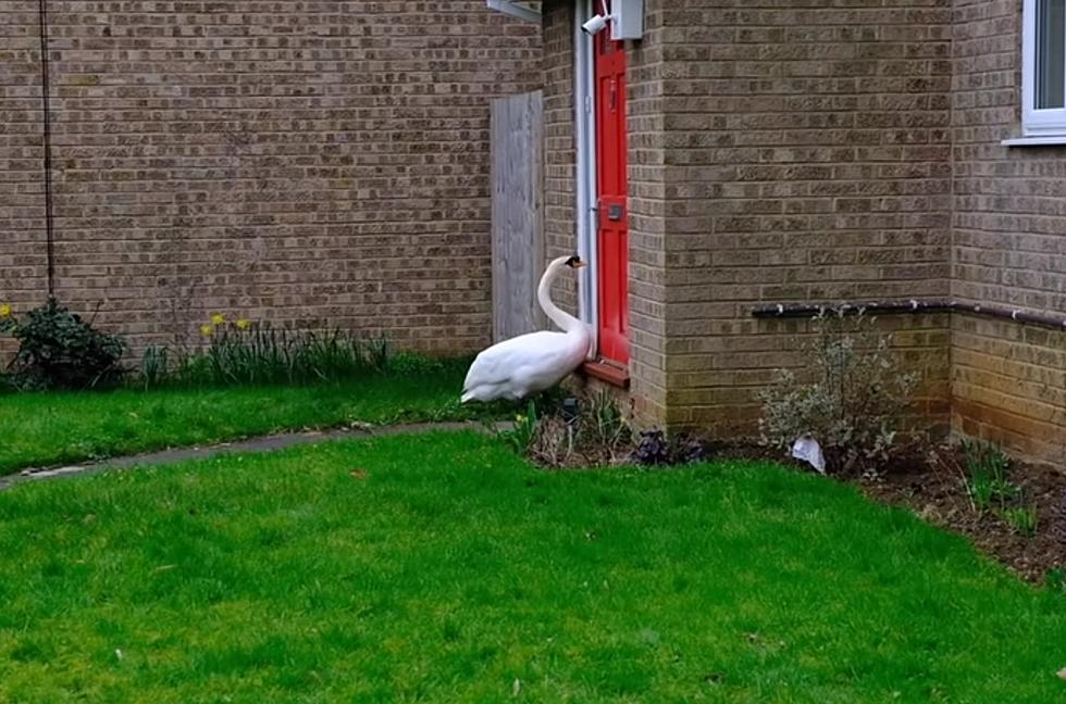 Swan Knocks on Man&#8217;s Door for Five Years (VIDEO)