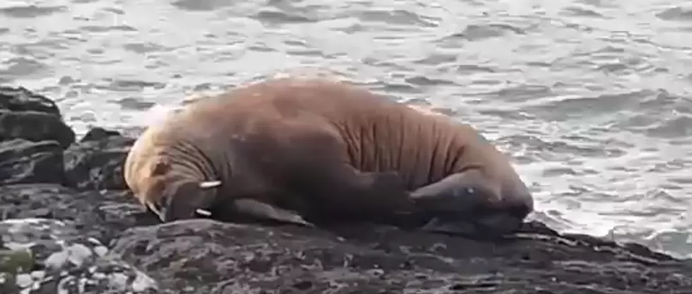 Walrus Floats on Iceberg Across the Ocean and Lands in Ireland