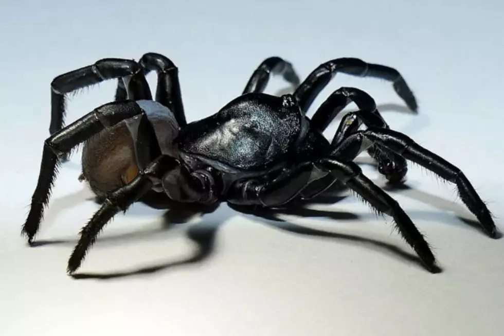 New Venomous Spider Found in Florida