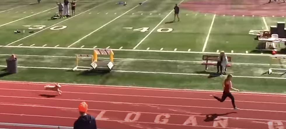 Dog Runs Down Leader And Wins 4×200 Relay (VIDEO)