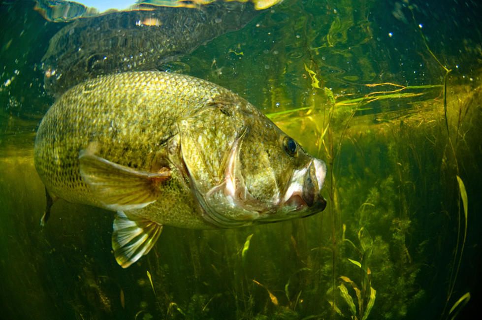 Man Catches Possible World Record &#8216;Meanmouth Bass&#8217; (PHOTO)