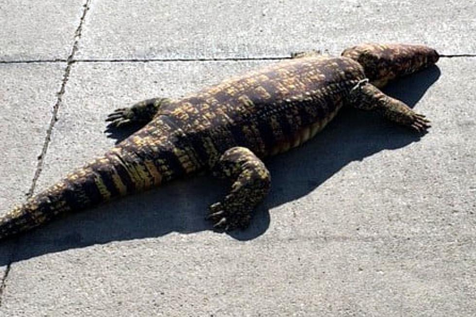Iowa Officials Received Calls About a 5-foot-long Alligator