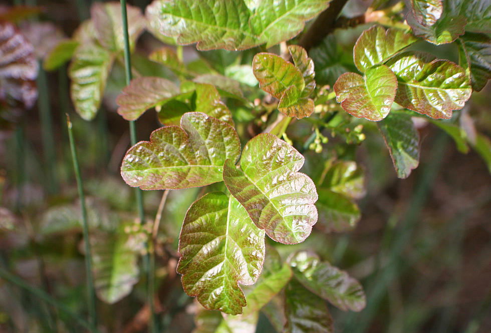 FACT: Poison Oak has NEVER Been Documented in Iowa