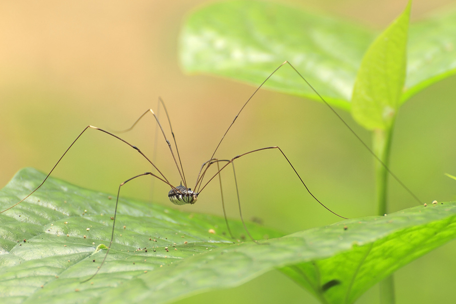 The Daddy-Long-Legs Spider: A Fascinating and Harmless Arachnid - Clear-out  Group