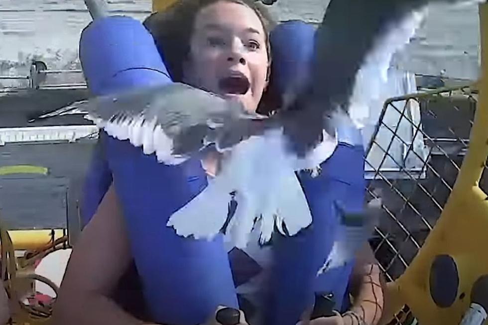 Girls Gets Smacked in the Face by a Bird on Amusement Ride (VIDEO)