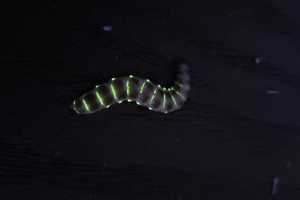 Have You Seen the ‘Railroad Glowworm’ in Iowa?