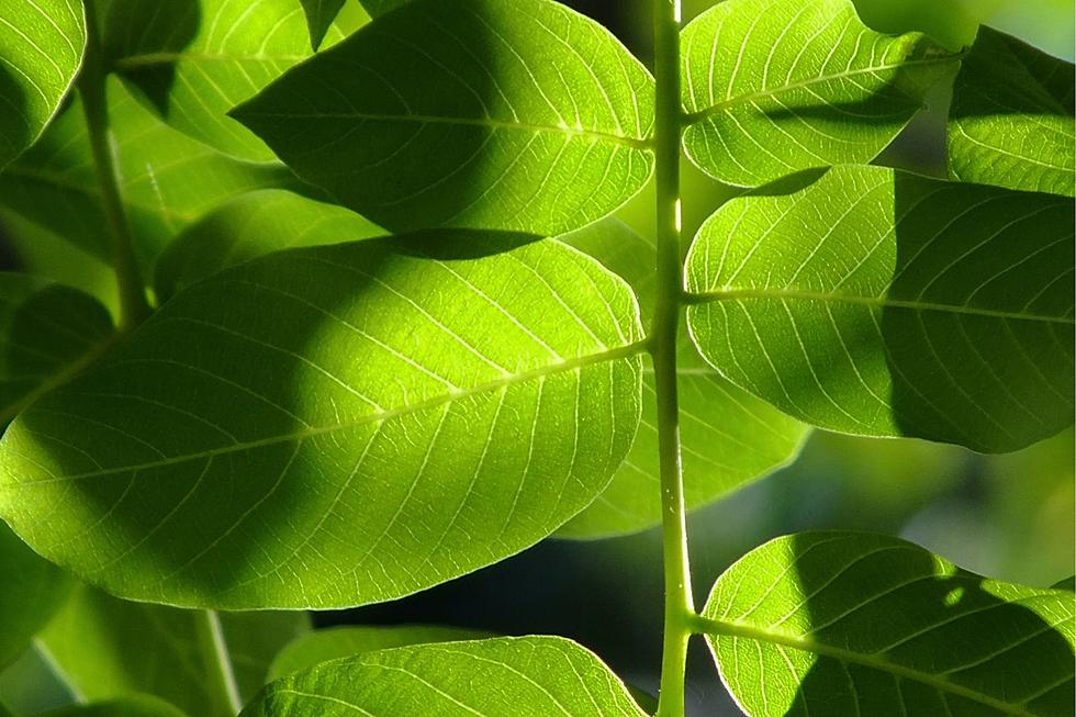 Eating This Iowa-Grown ‘Fruit’ Could Add Years to Your Life