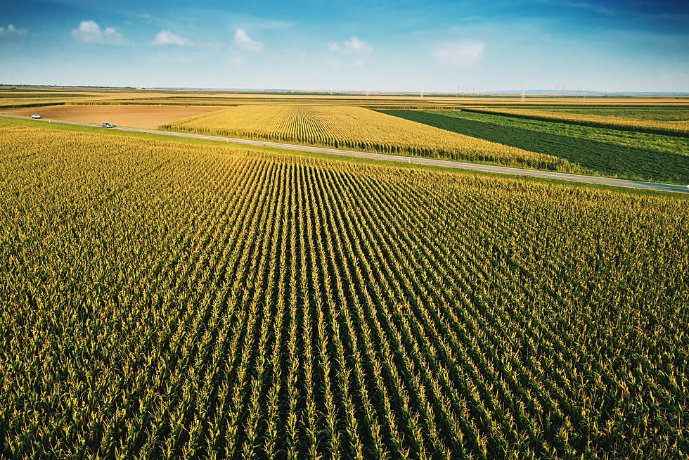 Poor Iowa Corn Crop Could Mean More Food Inflation