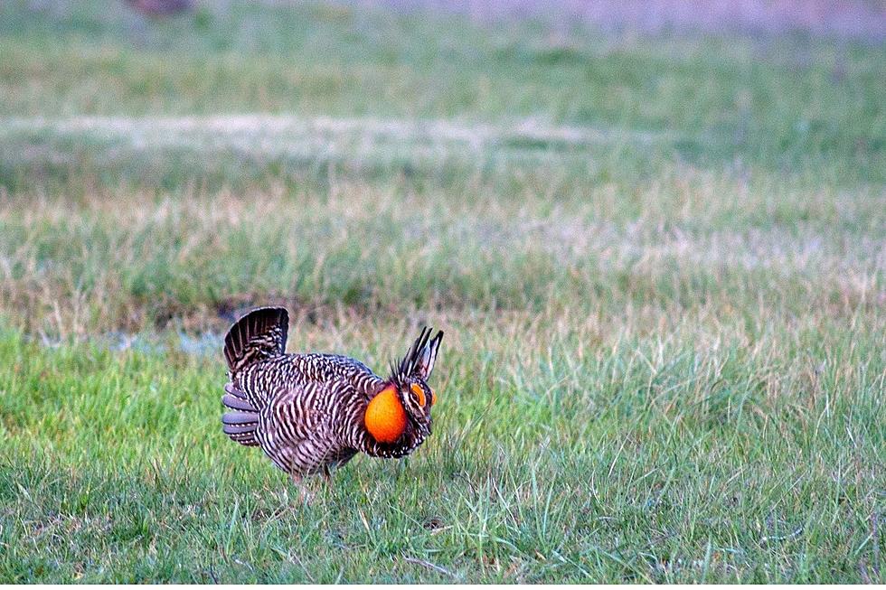 Have You Seen the ‘Prairie Chicken’ in Iowa?