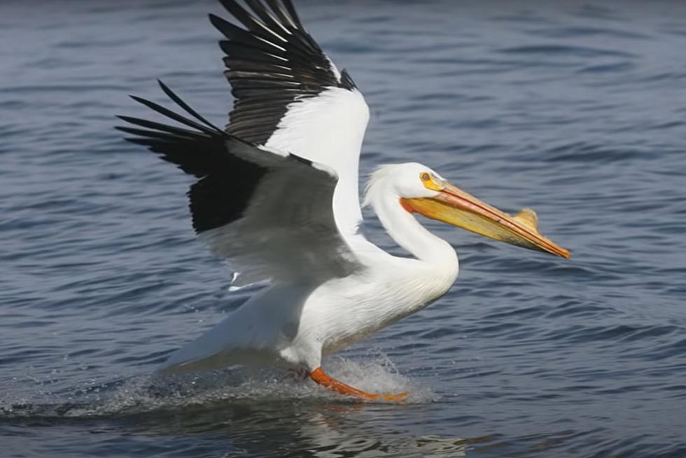 There are Pelicans in Iowa?