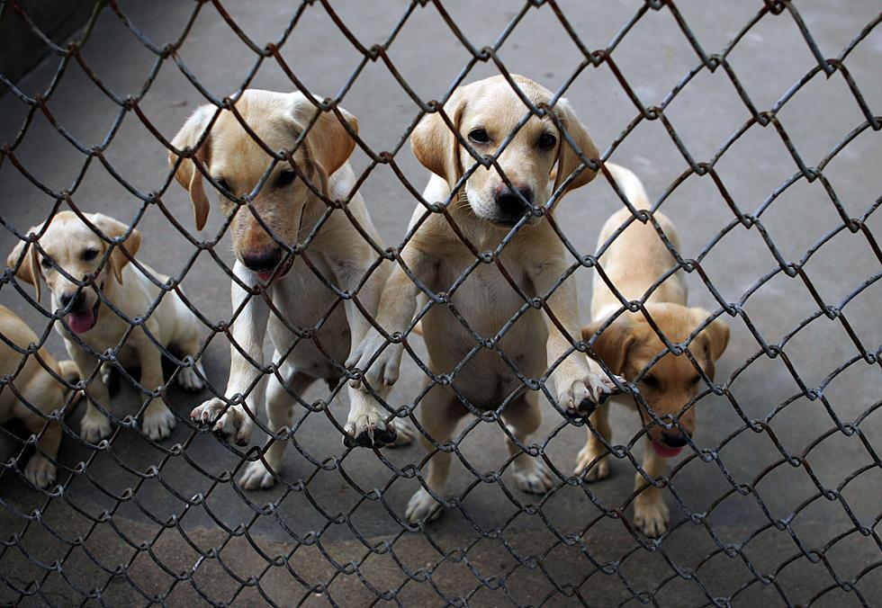 Legislation Proposed to Fight Iowa’s Puppy Mill Problem