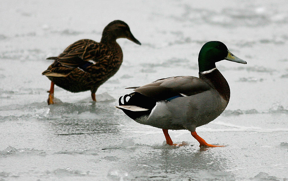 These Ducks Said ‘NOPE’ to the Frigid Midwest Temps [VIDEO]