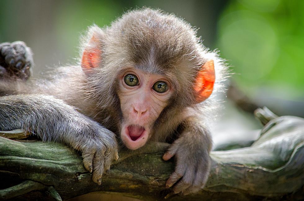 Stranger Arrives at Iowa Home and Asks to Buy&#8230; a Monkey?