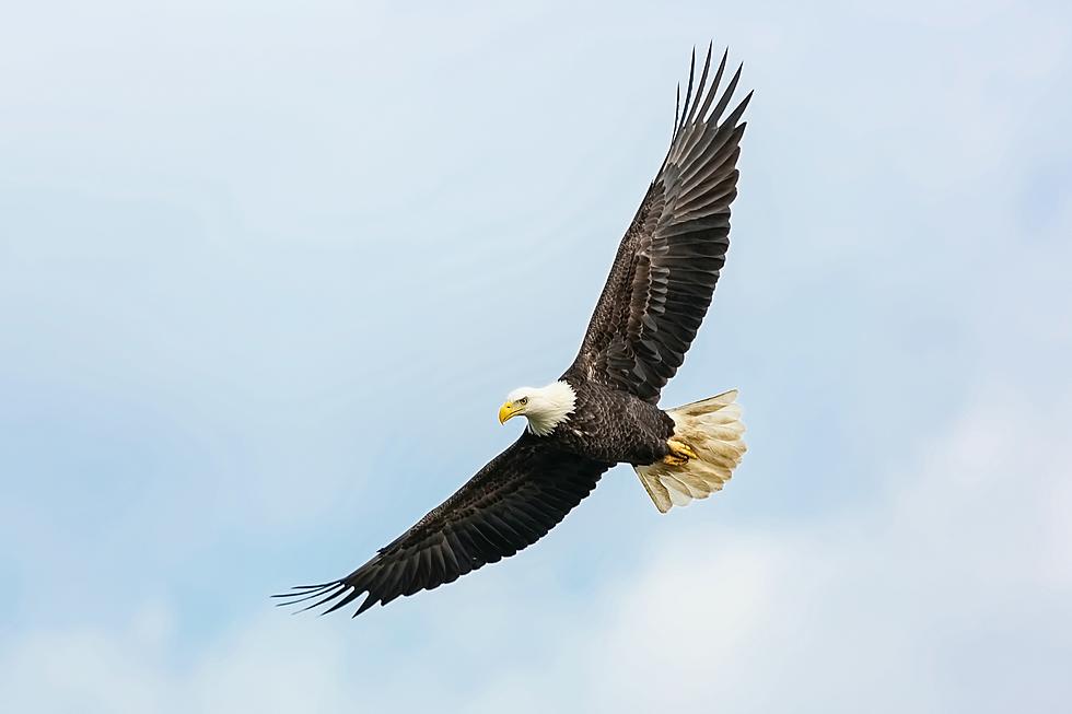 The Bald Eagle Population in Eastern Iowa is Booming