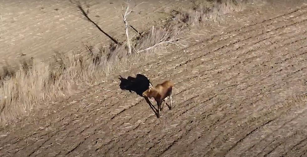 A Moose Has Been Spotted in Iowa