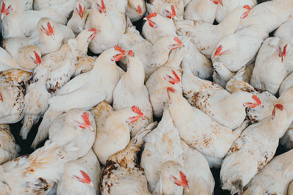 Over 5 million Iowa Chickens Will Have to be Killed due to the Bird Flu