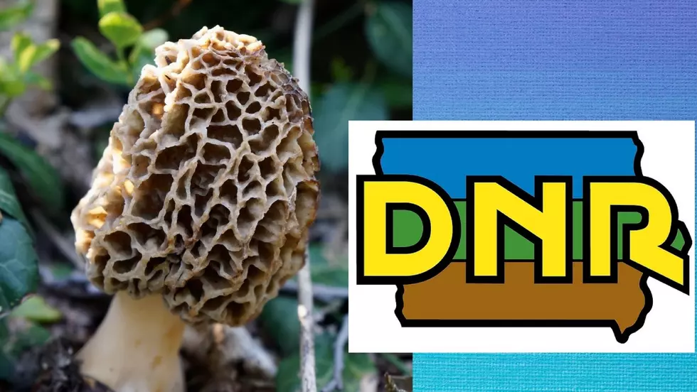 Iowa DNR Shares Tips to Spot Morels After Men Find 180 lbs. Worth