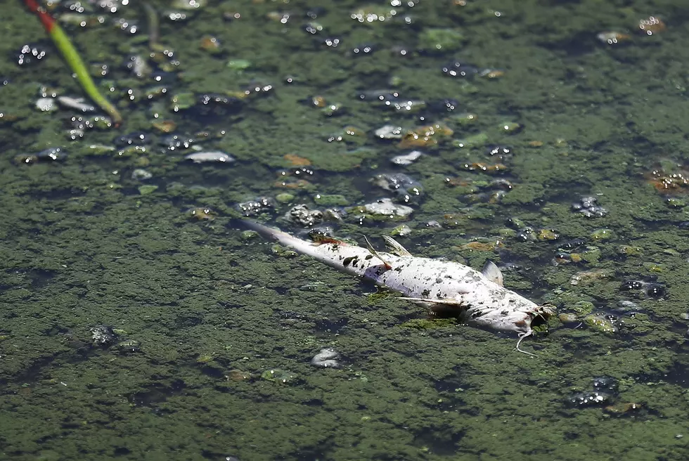 Thousands of Iowa Fish Dying en Masse: Should we be Concerned?