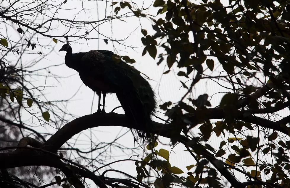 Iowa Man Discovers Bird Native to Asia in Tree Outside His Home