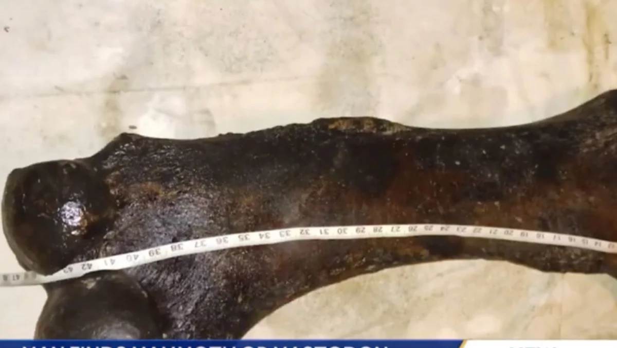 Dalším prehistorickým objevem byla objevena mamutí kost [PHOTOS]