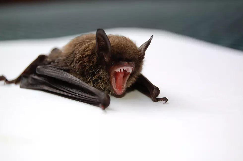 An &#8220;Influx&#8221; of Bats are Entering Homes in Part of Eastern Iowa