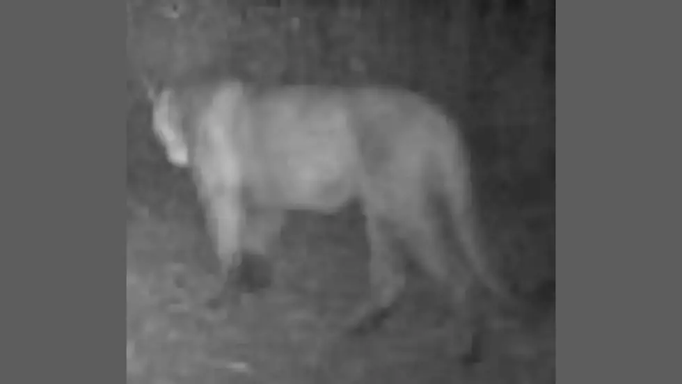 Multiple Mountain Lion Sightings Caught on Camera in Iowa [VIDEO]