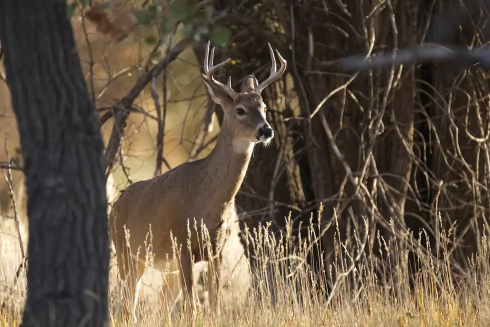 You're More Likely to Hit a Deer Next Week