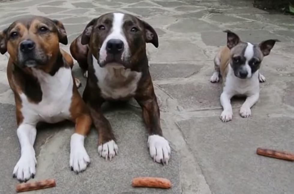 Treat Time Has An Ending That Will Make You Laugh