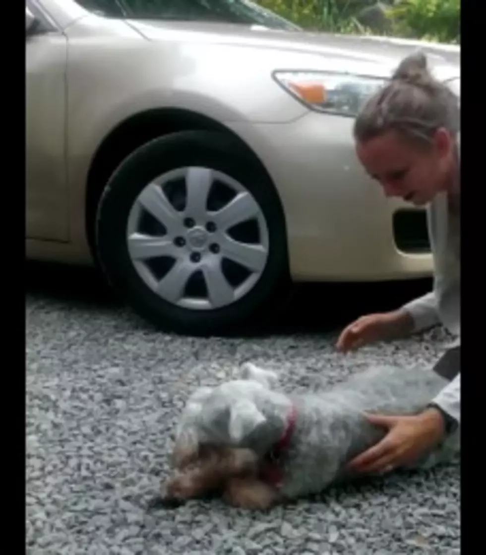 Dog Gets So Excited It Faints [Video]