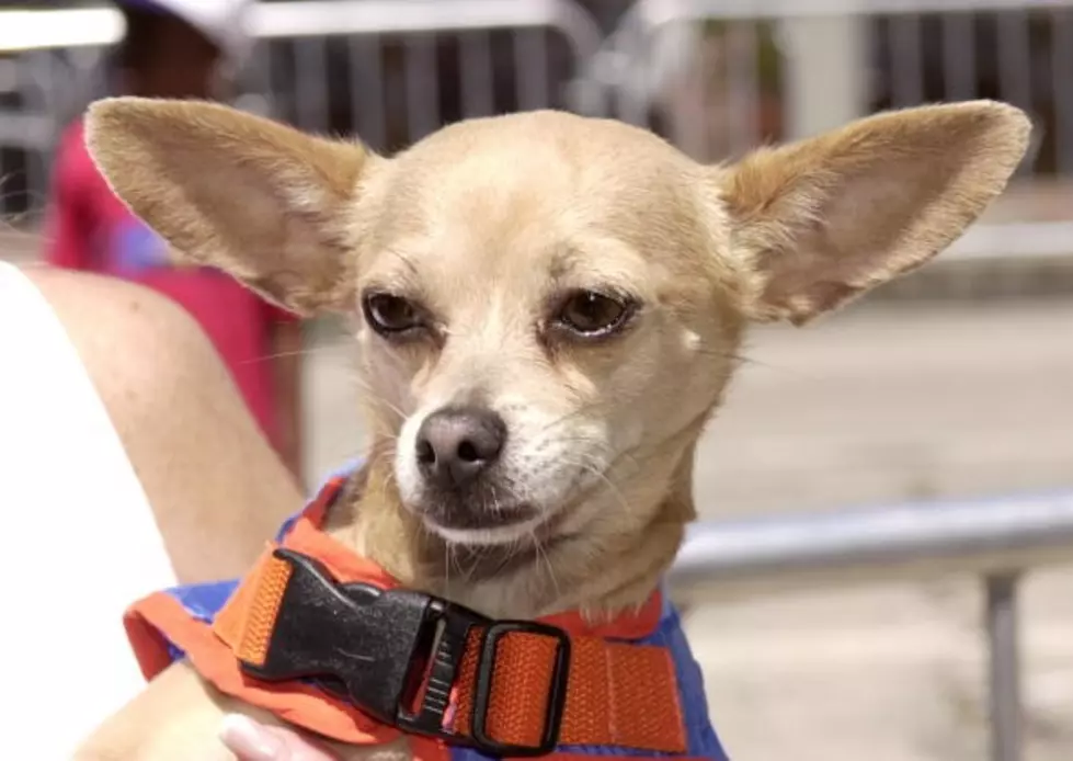 [Video] Chihuahua Rescued From The Jaws Of A Coyote