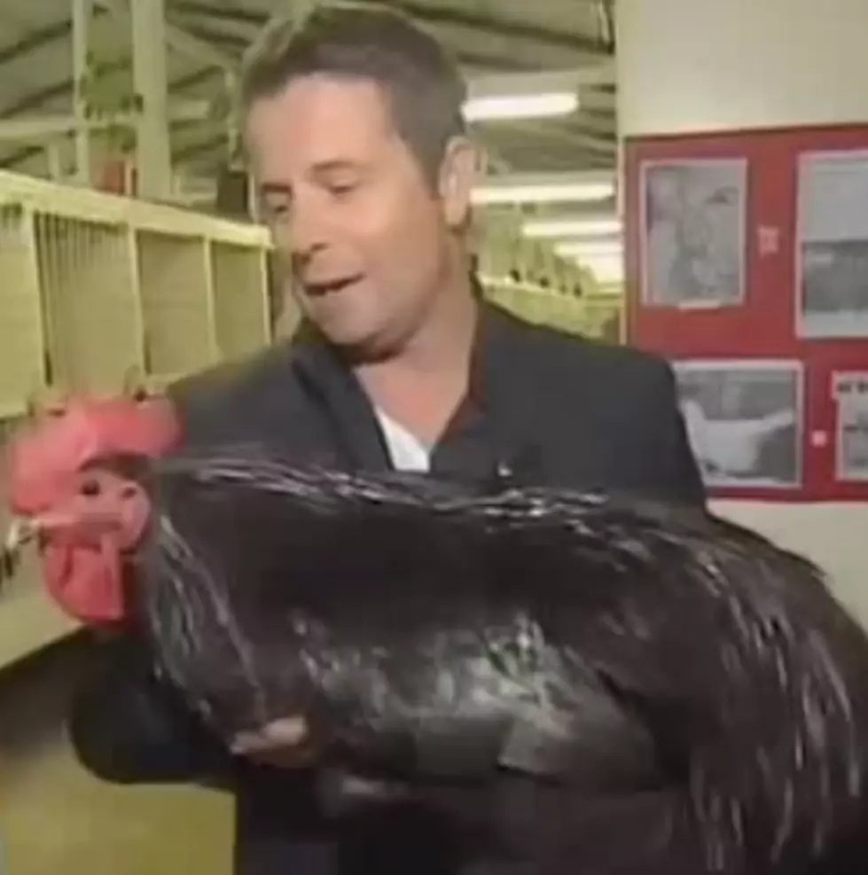 [Video] News Reporter Proves Who’s The Bigger Chicken