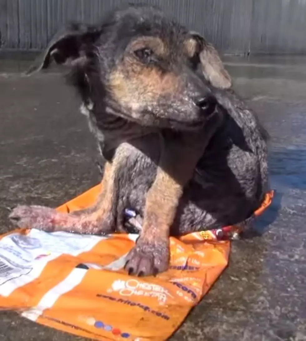 [Video] Puppy Survives Abuse And His Rescue Brings Hope