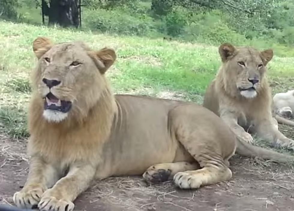 [Video] Lion Opens Up Car Door With Family Inside